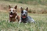 BOUVIER AUSTRALIEN 336